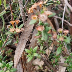 Pomax umbellata at Kingsdale, NSW - 17 Aug 2024