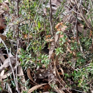 Pomax umbellata at Kingsdale, NSW - 17 Aug 2024 11:13 AM