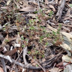 Pomax umbellata at Kingsdale, NSW - 17 Aug 2024