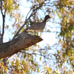 Chenonetta jubata (Australian Wood Duck) at Throsby, ACT - 6 Aug 2024 by MB