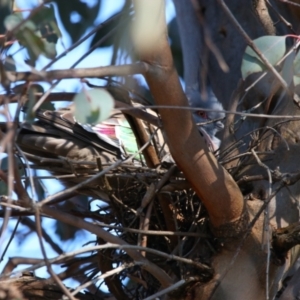 Ocyphaps lophotes at Throsby, ACT - 7 Aug 2024 10:01 AM