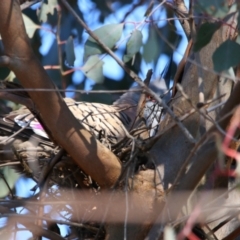 Ocyphaps lophotes at Throsby, ACT - 7 Aug 2024 10:01 AM