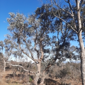 Ocyphaps lophotes at Throsby, ACT - 7 Aug 2024 10:01 AM