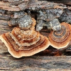 Xylobolus illudens (Purplish Stereum) at Kingsdale, NSW - 17 Aug 2024 by trevorpreston