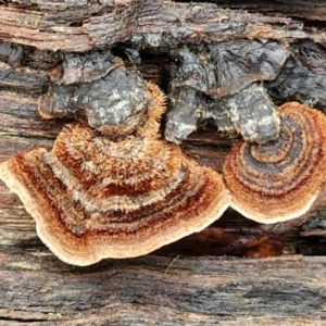 Xylobolus illudens at Kingsdale, NSW - 17 Aug 2024