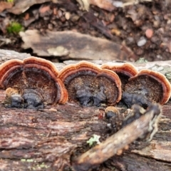 Xylobolus illudens at Kingsdale, NSW - 17 Aug 2024