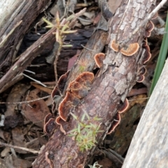 Xylobolus illudens at Kingsdale, NSW - 17 Aug 2024