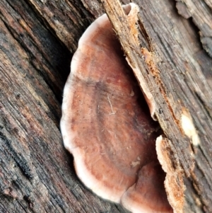 Xylobolus illudens at Kingsdale, NSW - 17 Aug 2024