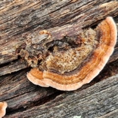 Xylobolus illudens at Kingsdale, NSW - 17 Aug 2024