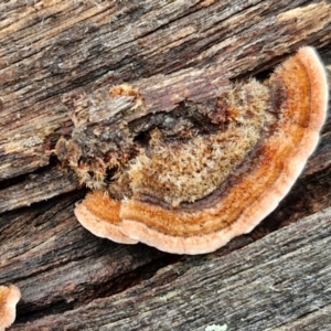 Xylobolus illudens at Kingsdale, NSW - 17 Aug 2024