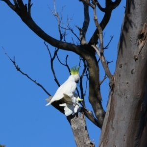 Cacatua galerita at Throsby, ACT - 7 Aug 2024 10:16 AM