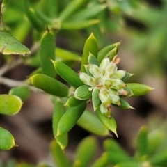 Monotoca scoparia (Broom Heath) at Kingsdale, NSW - 17 Aug 2024 by trevorpreston