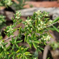 Monotoca scoparia at Kingsdale, NSW - 17 Aug 2024