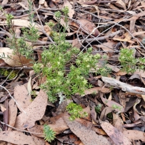 Monotoca scoparia at Kingsdale, NSW - 17 Aug 2024