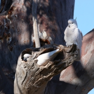 Cacatua galerita at Throsby, ACT - 7 Aug 2024 10:48 AM