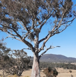 Cacatua galerita at Throsby, ACT - 7 Aug 2024