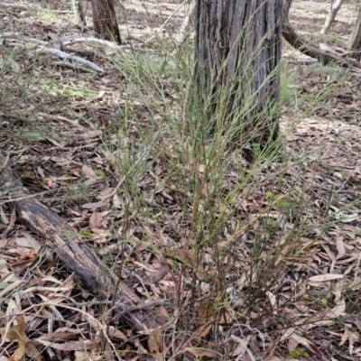 Daviesia leptophylla (Slender Bitter Pea) at Kingsdale, NSW - 17 Aug 2024 by trevorpreston