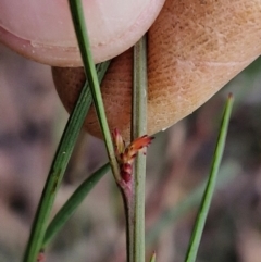 Daviesia leptophylla at Kingsdale, NSW - 17 Aug 2024