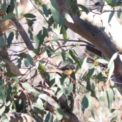 Pardalotus punctatus (Spotted Pardalote) at Throsby, ACT - 7 Aug 2024 by MB