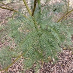 Acacia decurrens (Green Wattle) at Kingsdale, NSW - 17 Aug 2024 by trevorpreston