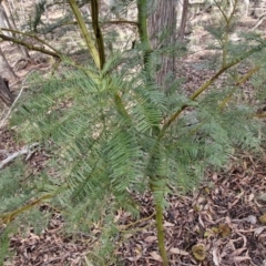 Acacia decurrens at Kingsdale, NSW - 17 Aug 2024