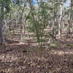 Acacia decurrens at Kingsdale, NSW - 17 Aug 2024