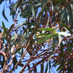 Pardalotus striatus (Striated Pardalote) at Throsby, ACT - 7 Aug 2024 by MB