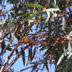 Pardalotus striatus at Throsby, ACT - 7 Aug 2024