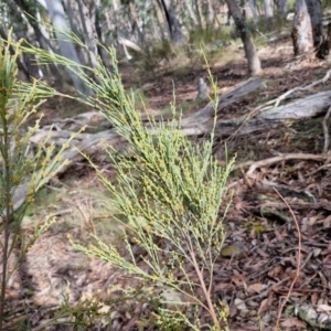 Exocarpos strictus at Kingsdale, NSW - 17 Aug 2024