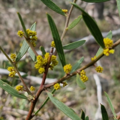 Acacia lanigera var. lanigera (Woolly Wattle, Hairy Wattle) at Kingsdale, NSW - 17 Aug 2024 by trevorpreston