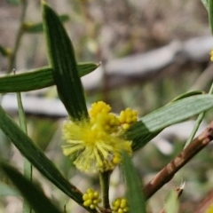 Acacia lanigera var. lanigera at Kingsdale, NSW - 17 Aug 2024