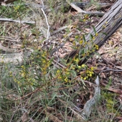 Acacia lanigera var. lanigera at Kingsdale, NSW - 17 Aug 2024 11:07 AM