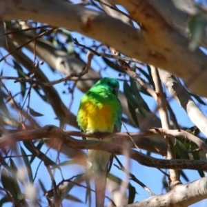 Psephotus haematonotus at Throsby, ACT - 7 Aug 2024