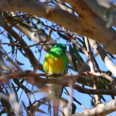 Psephotus haematonotus (Red-rumped Parrot) at Throsby, ACT - 7 Aug 2024 by MB