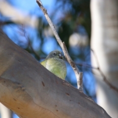 Psephotus haematonotus at Throsby, ACT - 7 Aug 2024 10:55 AM