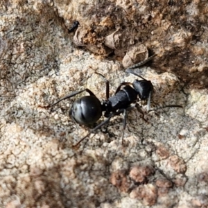 Polyrhachis phryne at Kingsdale, NSW - 17 Aug 2024