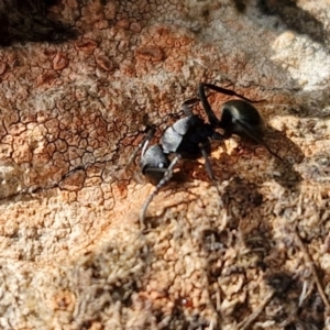 Polyrhachis phryne at Kingsdale, NSW - 17 Aug 2024