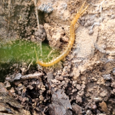 Chilopoda (class) (Centipede) at Kingsdale, NSW - 17 Aug 2024 by trevorpreston