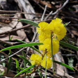 Acacia lanigera var. lanigera at Kingsdale, NSW - 17 Aug 2024