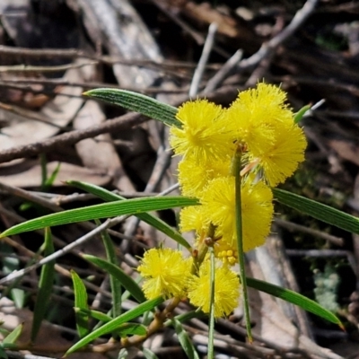 Acacia lanigera var. lanigera (Woolly Wattle, Hairy Wattle) at Kingsdale, NSW - 17 Aug 2024 by trevorpreston