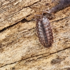 Isopoda (order) (Unidentified isopod or slater) at Kingsdale, NSW - 17 Aug 2024 by trevorpreston