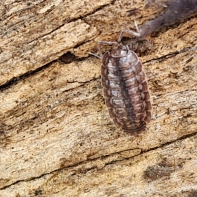 Isopoda (order) (Unidentified isopod or slater) at Kingsdale, NSW - 17 Aug 2024 by trevorpreston