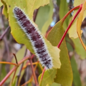 Delias harpalyce at Farrer, ACT - 17 Aug 2024 04:21 PM