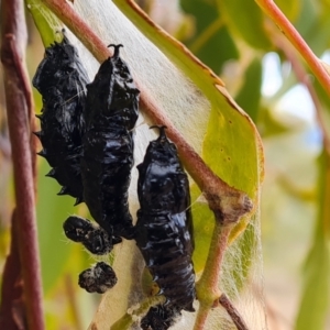 Delias harpalyce at Farrer, ACT - 17 Aug 2024 04:16 PM