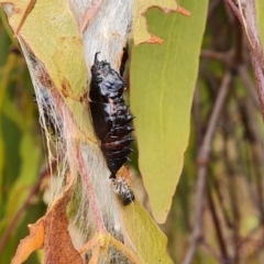 Delias harpalyce at Farrer, ACT - 17 Aug 2024 04:16 PM