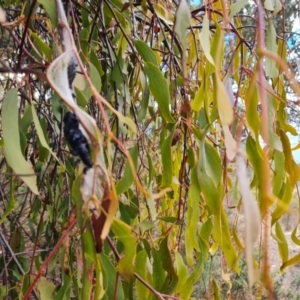 Delias harpalyce at Farrer, ACT - 17 Aug 2024 04:16 PM