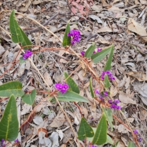 Hardenbergia violacea at Farrer, ACT - 17 Aug 2024