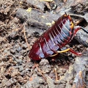 Platyzosteria similis at Kingsdale, NSW - 17 Aug 2024