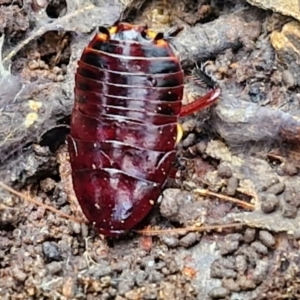 Platyzosteria similis at Kingsdale, NSW - 17 Aug 2024