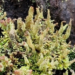 Cladonia sp. (genus) at Kingsdale, NSW - 17 Aug 2024